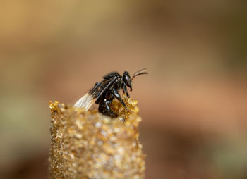 Close-up of bee on flower