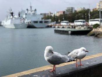 Seagull perching on a boat