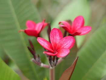 Close-up of frangipani blooming outdoors