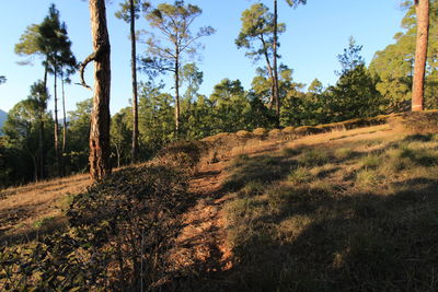 Scenic view of trees growing on field against sky