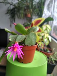 Close-up of purple flower pot on potted plant