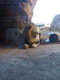 Dog relaxing on rock