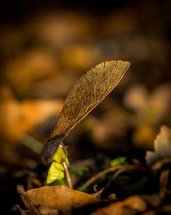 Close-up of dry leaves on land