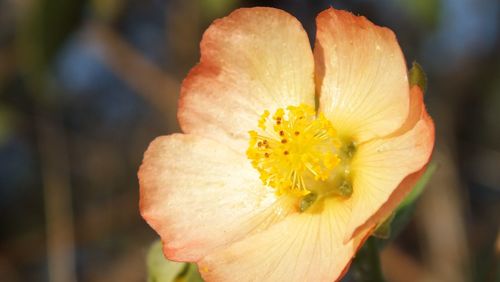 Close-up of yellow flower