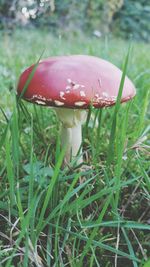 Close-up of fly agaric mushroom on field