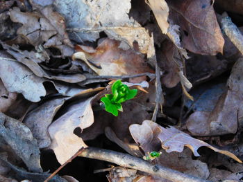 Close-up of leaves on rock