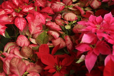 Full frame shot of red flowering plants