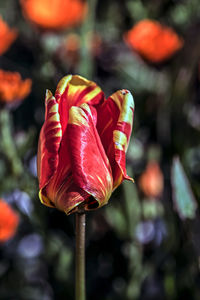 Close-up of red tulip blooming in park
