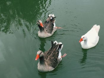 High angle view of ducks swimming in lake