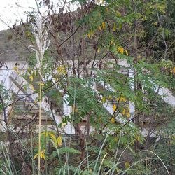 Plants growing on field in forest