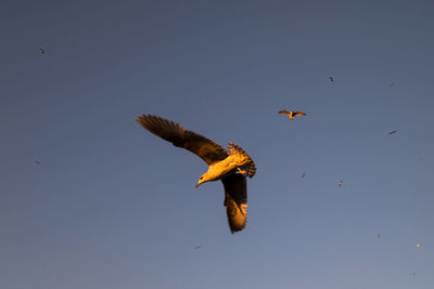 Low angle view of eagle flying against clear sky