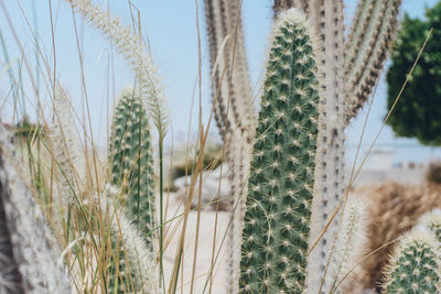 Close-up of cactus growing on field