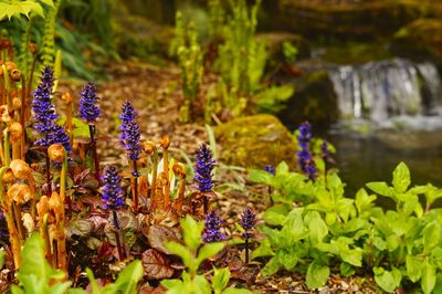 Close-up of purple crocus flowers
