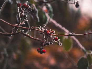 Close-up of red berries growing on tree