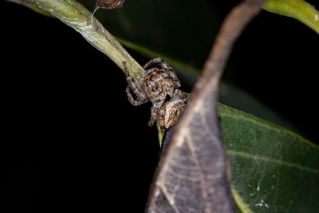 CLOSE-UP OF GRASSHOPPER