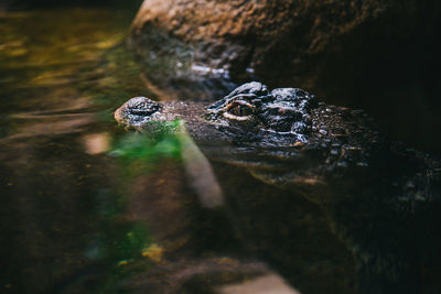 Close-up of the crocodile in water