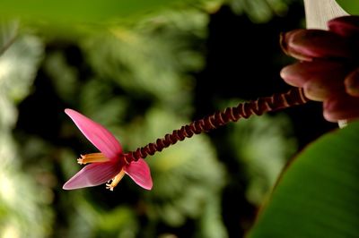 Close-up of flower against blurred background