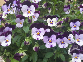 Close-up of purple flowering plants in park