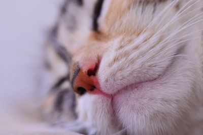 Close-up of cat with eyes closed