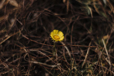 Close-up of yellow flowering plant on land