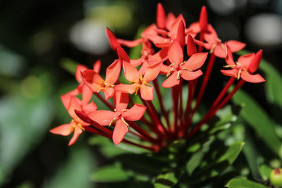 Close-up of red flowers blooming outdoors