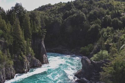 Scenic view of river amidst trees in forest