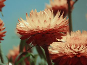 Close-up of red flower