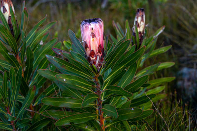 Close-up of plant on field