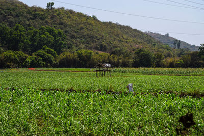 Scenic view of agricultural field against sky