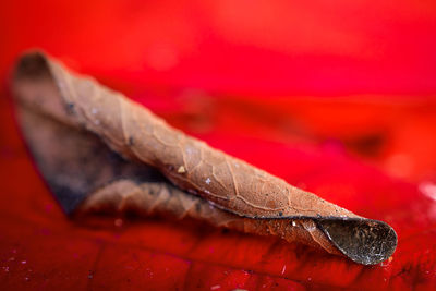 Close-up of wet red leaves