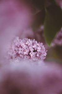 Close-up of pink flowering plant