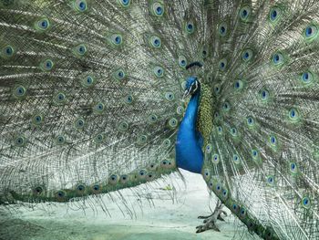 Close-up of peacock