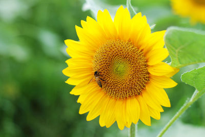 Close-up of bee on yellow flower