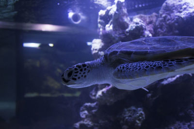 Close-up of fish in aquarium