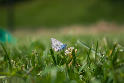 A butterfly on the grass
