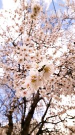 Low angle view of cherry blossoms in spring