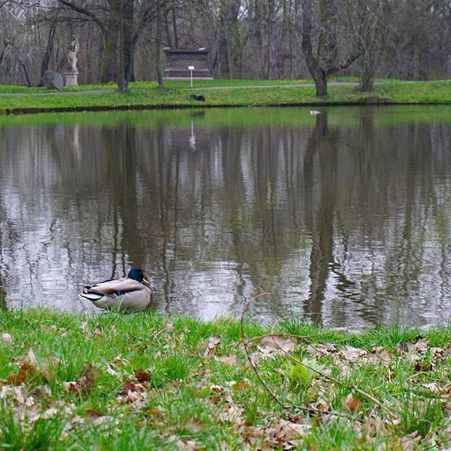 water, lake, grass, reflection, tree, bird, duck, wildlife, tranquility, animal themes, animals in the wild, nature, tranquil scene, green color, lakeshore, beauty in nature, pond, growth, day, outdoors