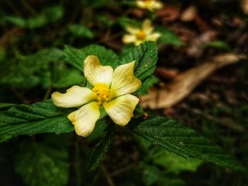 Close-up of yellow flower blooming outdoors