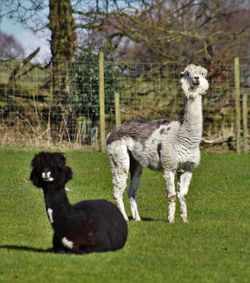 Alpacas on grassy field