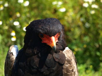 Close-up of a bird