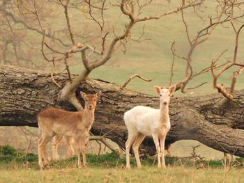 Deer standing on field against fallen tree
