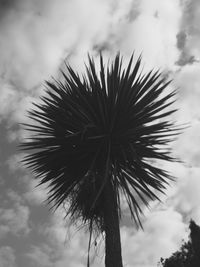 Low angle view of palm tree against sky