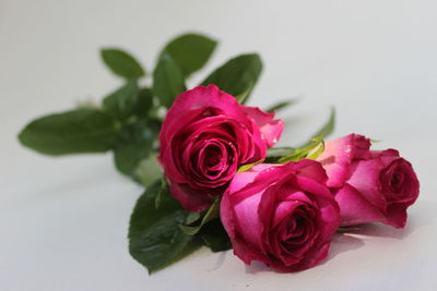 Close-up of pink rose against white background