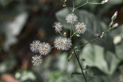 Close-up of white dandelion flower