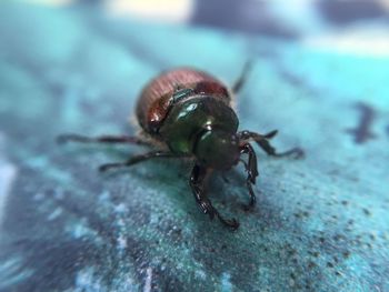 Close-up of insect