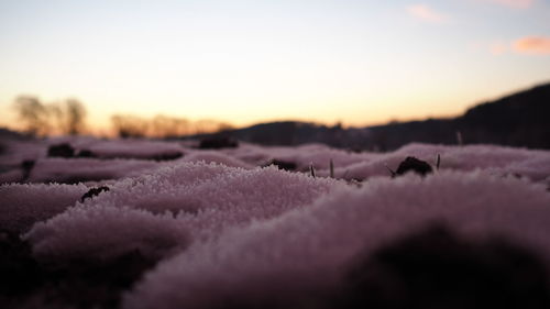 Close-up of snow on field against sky during sunset