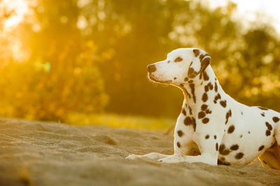 Close-up of dog