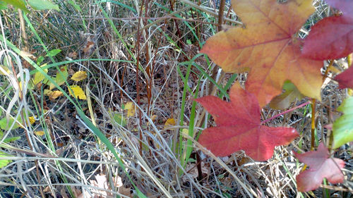 Close-up of autumn leaves