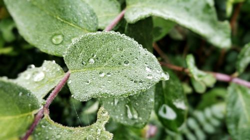 Close-up of water drops on leaf