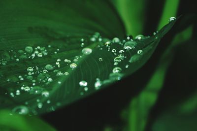 Close-up of water drops on leaf